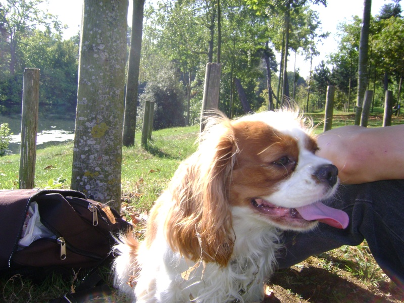 problèmes avec mon chien dans les transports Dsc01219