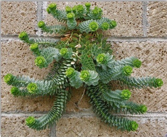 [ Euphorbia myrsinites] D6811a10