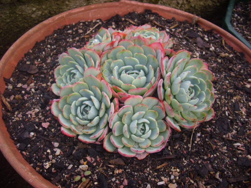 (Echeveria secunda var. glauca) Dsci0124