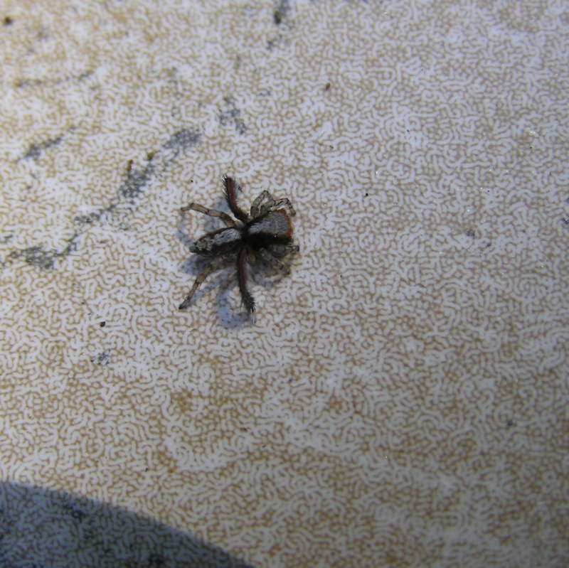 [ Saitis barbipes ] Petite araignée sauteuse à identifier SVP A_iden22