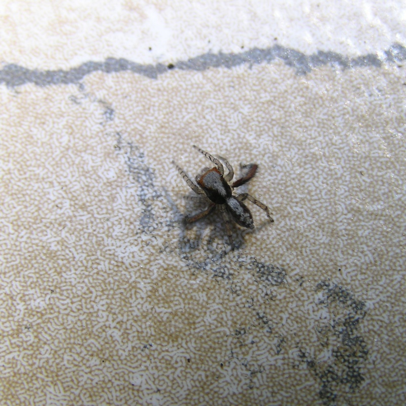 [ Saitis barbipes ] Petite araignée sauteuse à identifier SVP A_iden24