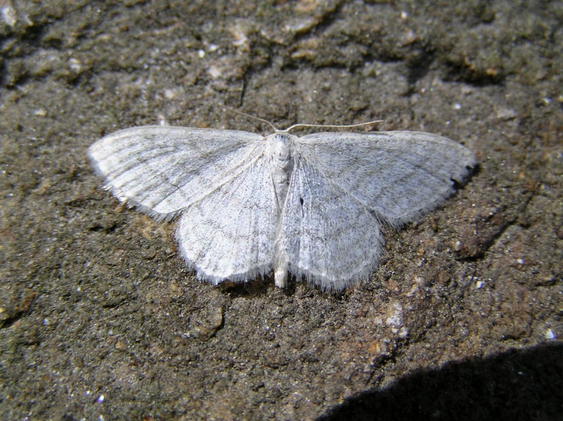 Idaea - Idaea subsericeata ? Idaea_12