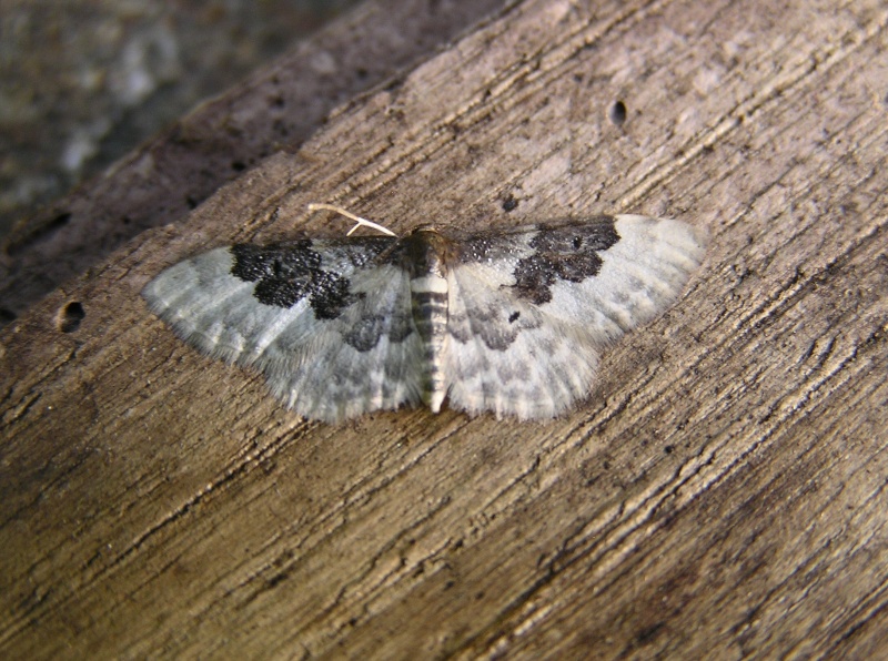 Idaea rusticata ? Idaea_17