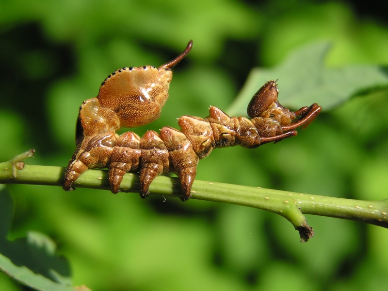 [ Stauropus fagi ] Chenille à identifier Stauro12