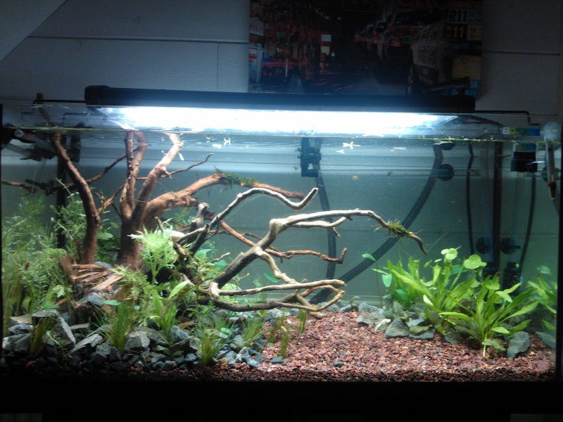 Mon aquarium planté 96L Wp_00032