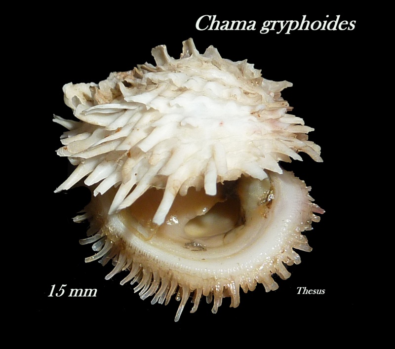 Chamidae Chama gryphoides - Linnaeus, 1758  Chama_11