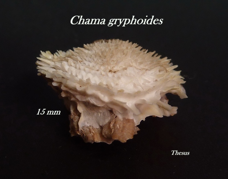 Chamidae Chama gryphoides - Linnaeus, 1758  Chama_12