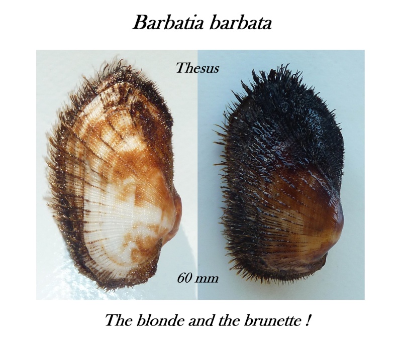Barbatia barbata - (Linnaeus, 1758) Zbarb510