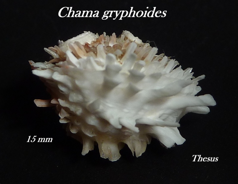 Chamidae Chama gryphoides - Linnaeus, 1758  Zcham10