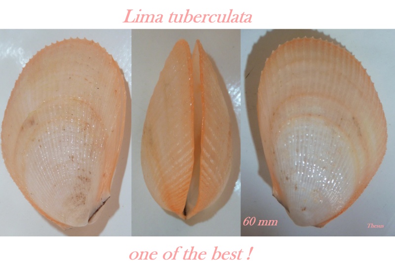 Limaria tuberculata (Olivi, 1792)  Zlima_10