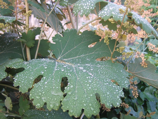 Macleaya cordata (= Bocconia cordata) Dscf0311