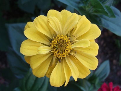Zinnia elegans - zinnia Dscf0614