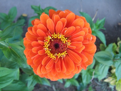 Zinnia elegans - zinnia Dscf0615