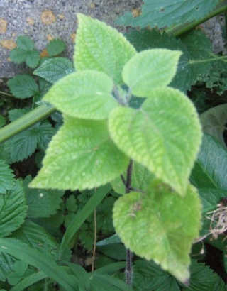 salvia guaranitica - Salvia guaranitica Dscf0626