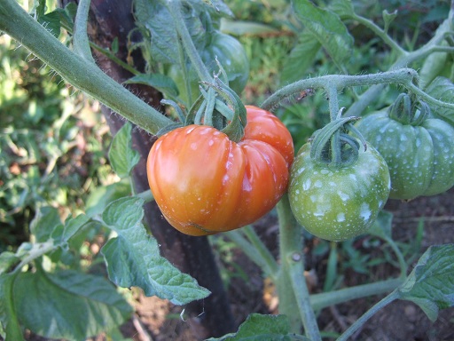 Solanum lycopersicum - les tomates Dscf0631