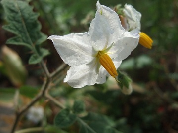 Solanum sisymbriifolium - morelle de Balbis Dscf0726