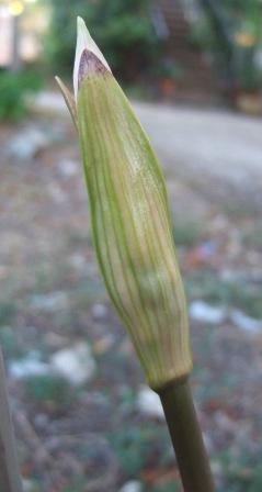 Amaryllis belladona Dscf0858