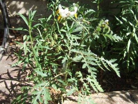 Solanum sisymbriifolium - morelle de Balbis Dscf0925
