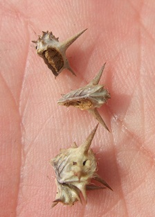 Chrozophora tinctoria, Plumbago europaea et Tribulus terrestris [devinette] Dscf0931