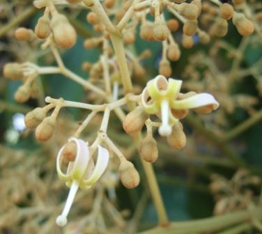 Urginea maritima, Gomphocarpus fruticosus, Firmiana simplex [devinette] Dscf5311