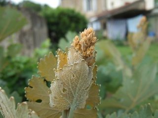 Macleaya cordata (= Bocconia cordata) Dscf9410