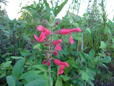 Salvia - les floraisons du moment- 2012- 2013 P1000425