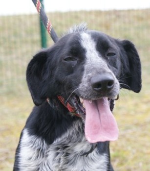 DIEGO - x setter/epagneul  4 ans -  Asso Vadrouille (59) Diego-10