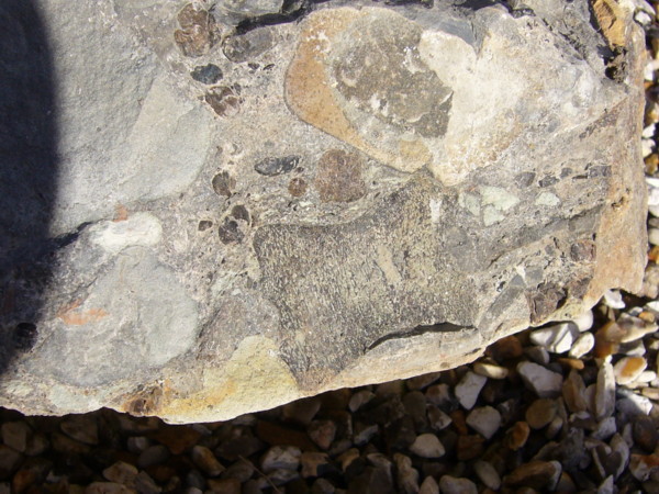 Aust fossil site - Page 2 24091212