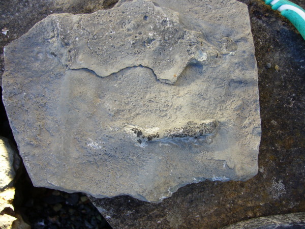 Aust fossil site - Page 2 Vandal10