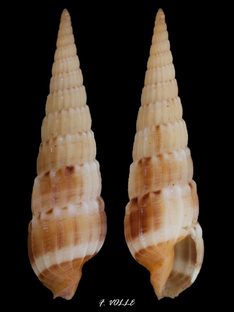 Myurella amoena (Deshayes, 1859) 15_6mm10