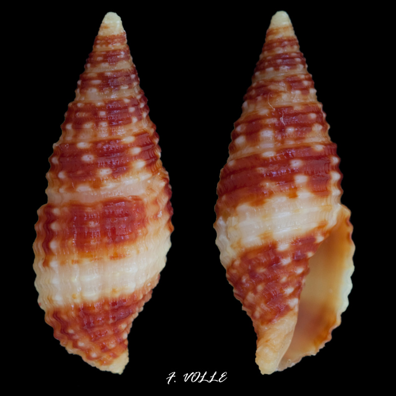Pseudonebularia gracilefragum (H. Turner, 2007) 18_6mm10
