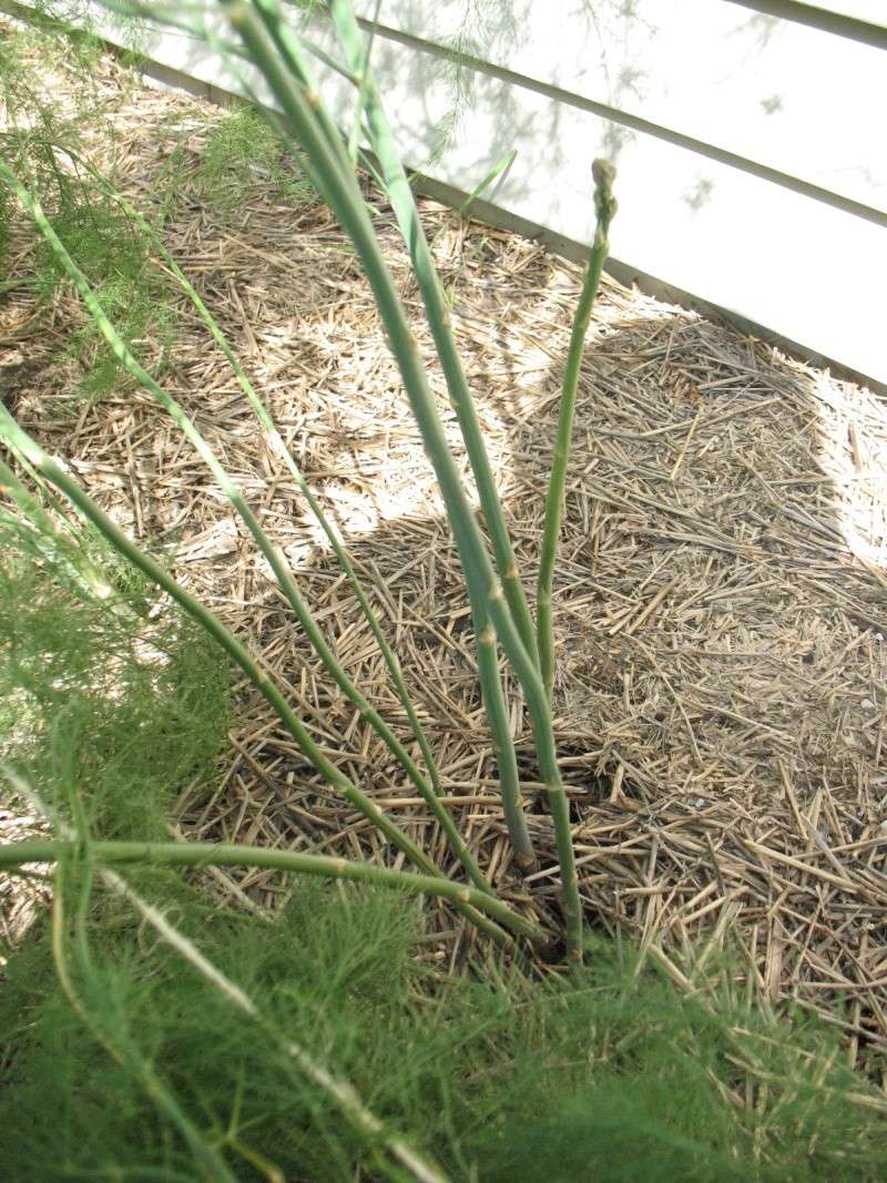 Garlic - Construction Block and Cattle Panel SFG - Page 2 August19