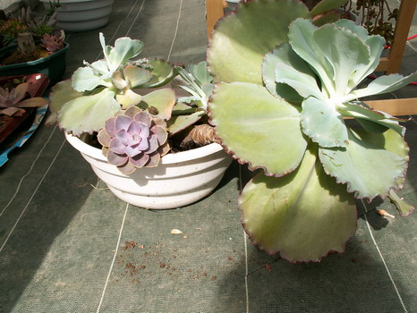 Echeveria gigantea et variabilité Echeve11