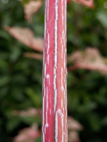 Acer x conspicuum 'Red Flamingo' Erable13