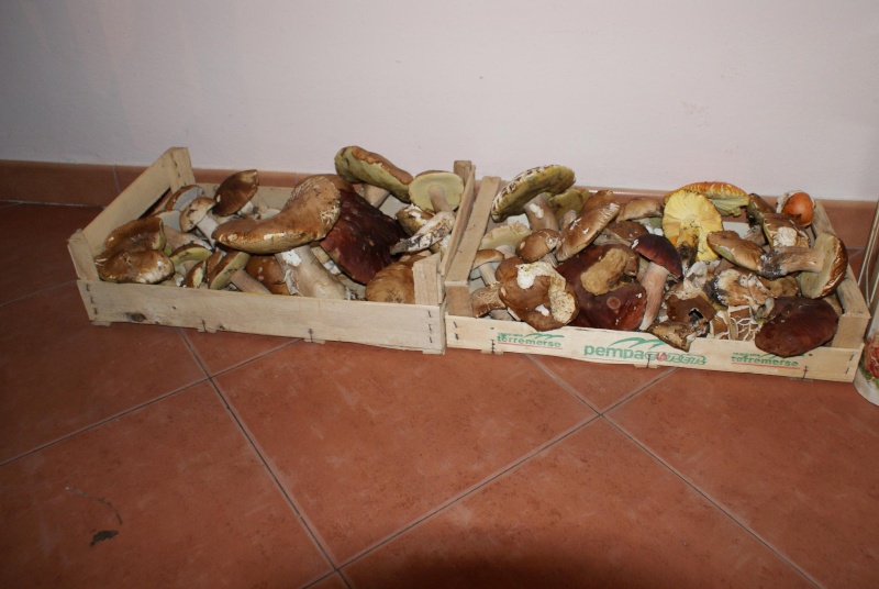 Stagione funghi 2012 Funghi22