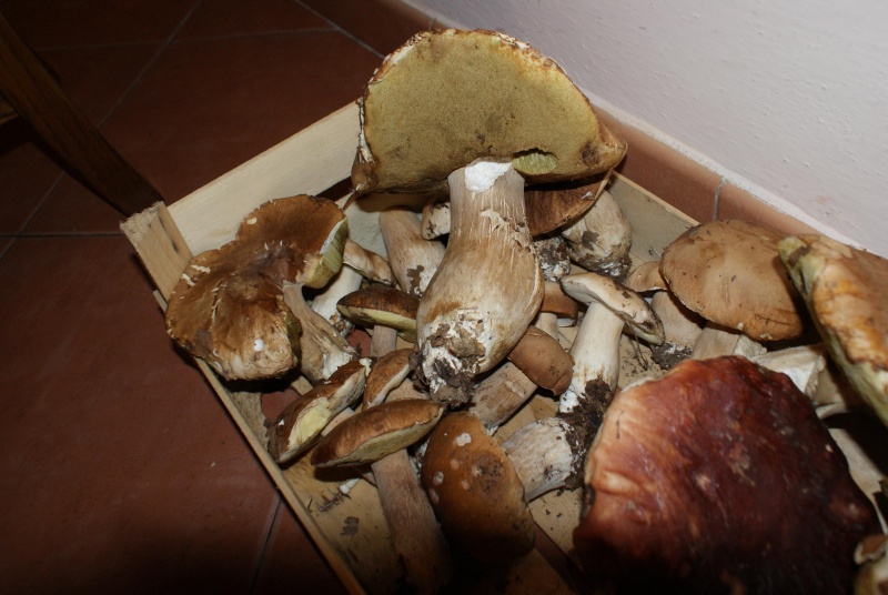 Stagione funghi 2012 Funghi27