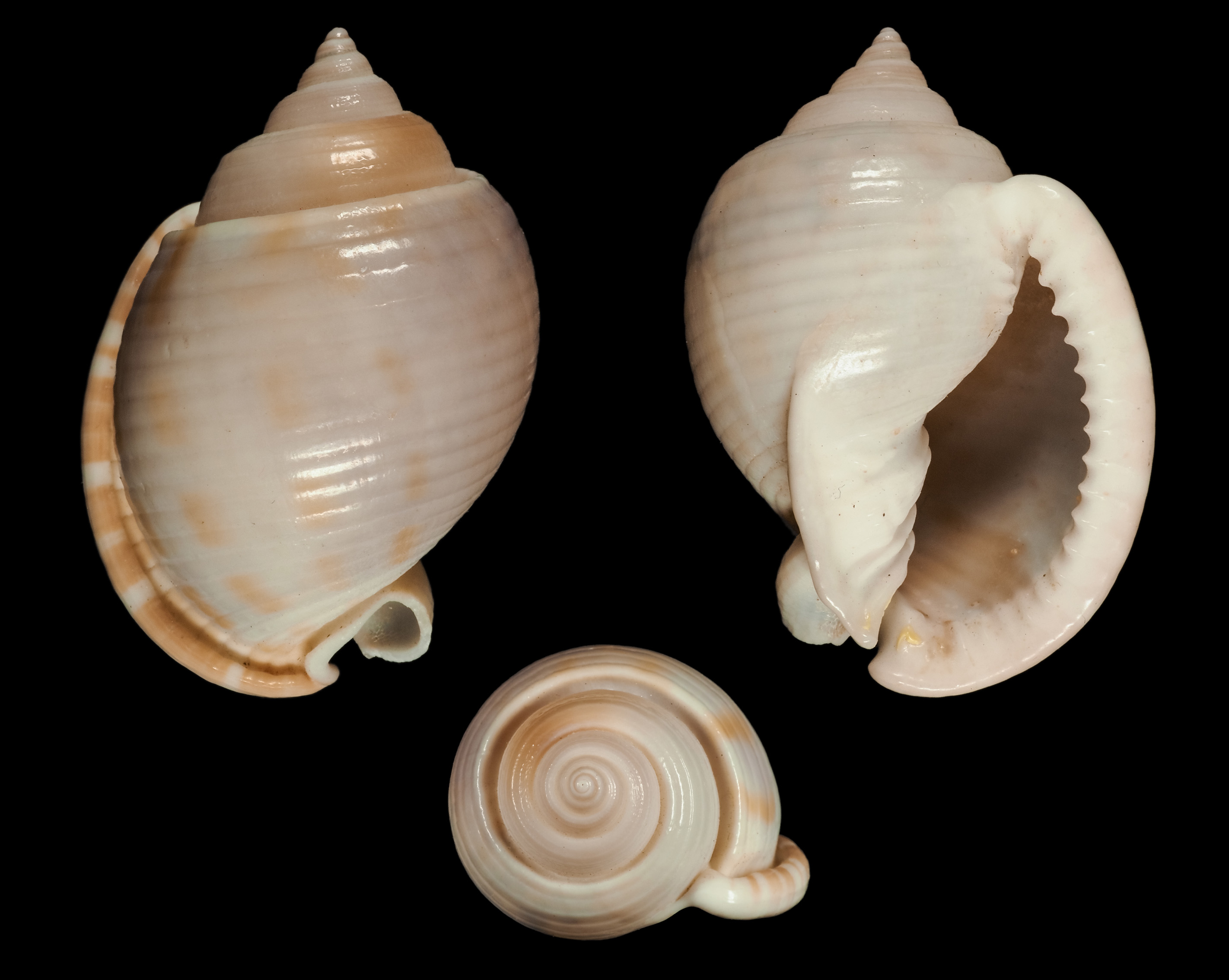 Semicassis canaliculata - (Bruguière, 1792)  Ca00210
