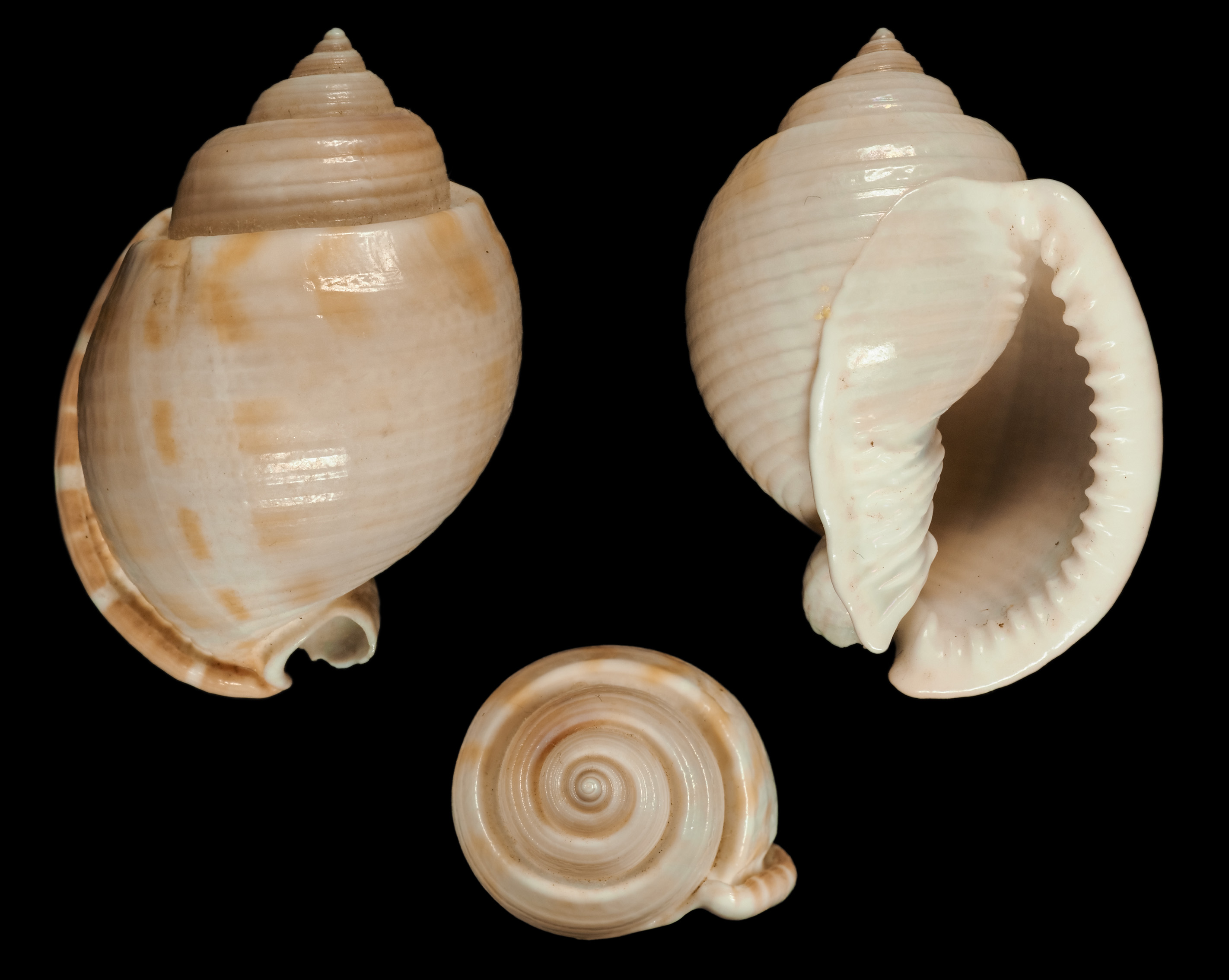 Semicassis canaliculata - (Bruguière, 1792)  Ca01010