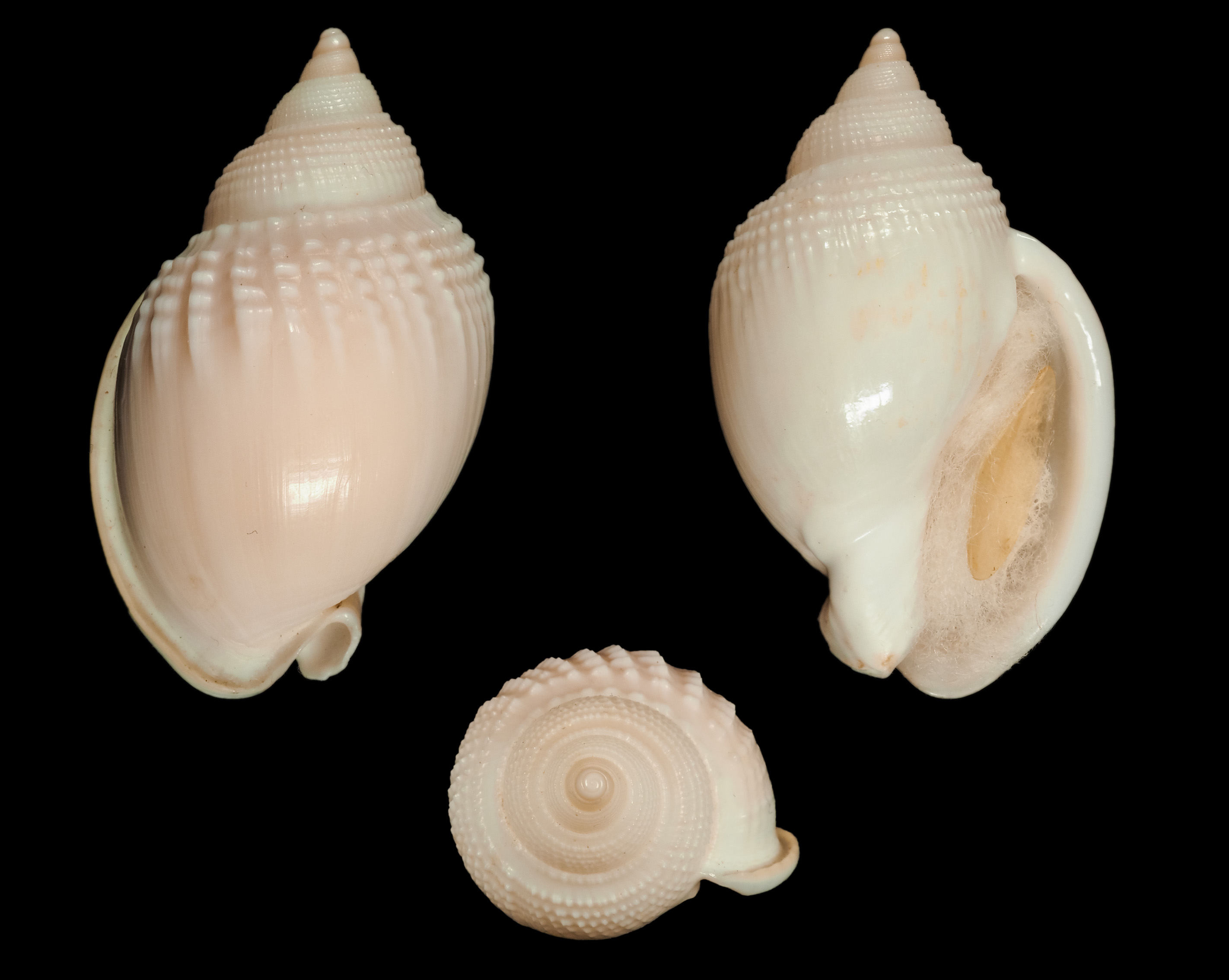 Semicassis semigranosa - (Lamarck, 1822) Ca01410