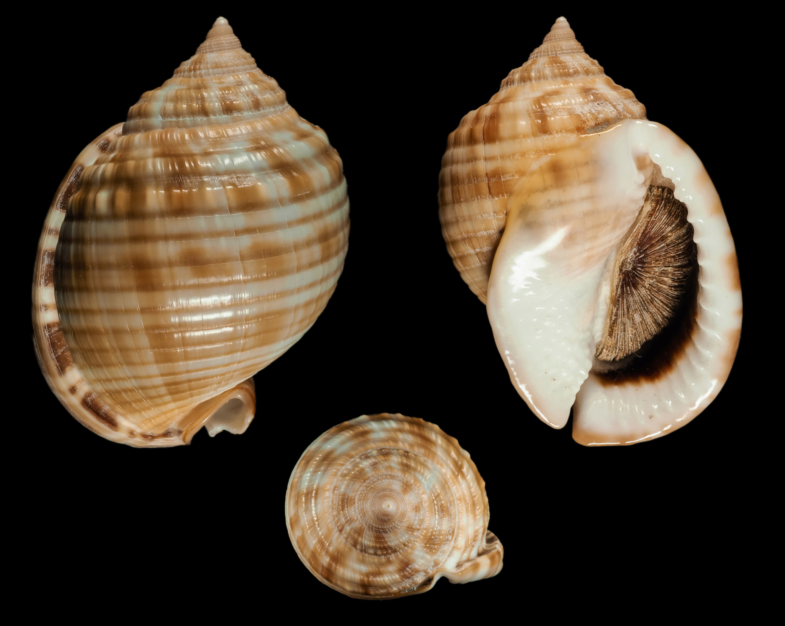 Semicassis undulata (Gmelin, 1791)	 Ca04010