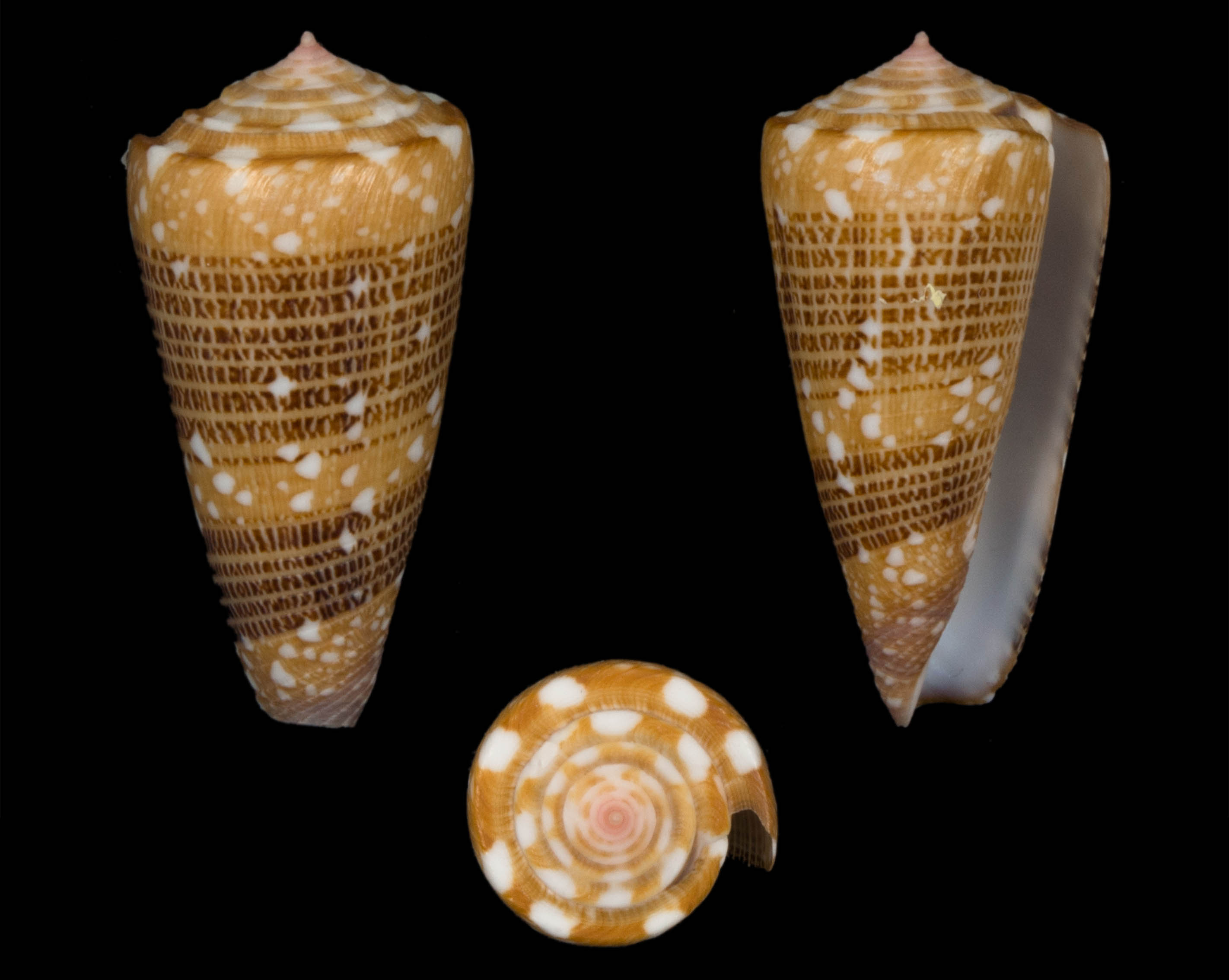 Conus (Eugeniconus) victor (Broderip, 1842) voir Conus (Eugeniconus) nobilis Linnaeus, 1758 Co02710