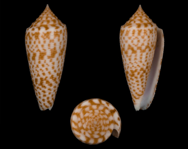 Conus (Phasmoconus) australis  Holten, 1802 Co03210
