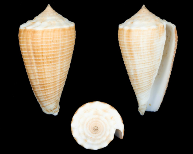 Conus (Asprella) sulcatus (Hwass in Bruguière, 1792) Co12210