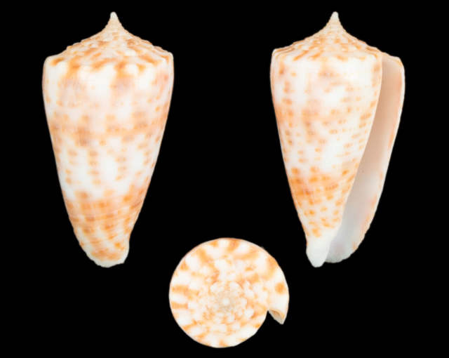 Conus (Phasmoconus) alexandrei  Limpalaër & Monnier, 2012 Co32210