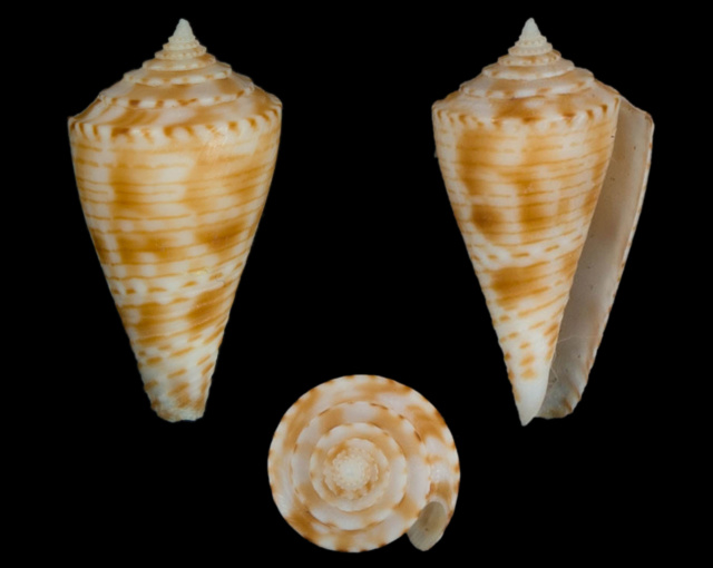 Conasprella (Endemoconus) spirofilis (Habe & Kosuge, 1970)  Co403_10