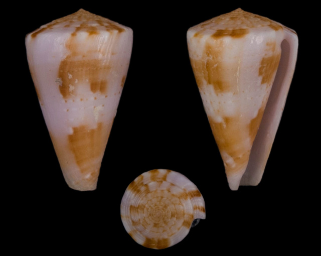 Conus (Splinoconus) dayriti Röckel & da Motta, 1983  Co65810