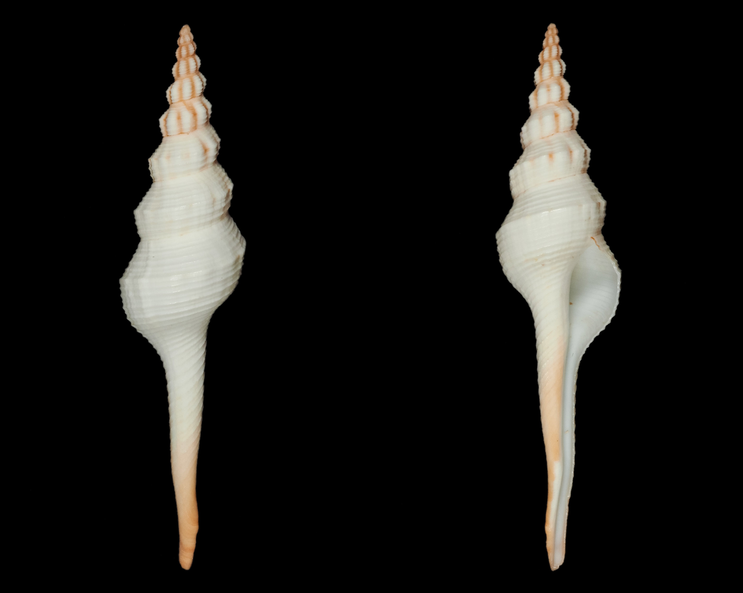 Fusinus colus (Linnaeus, 1758) Fa00311