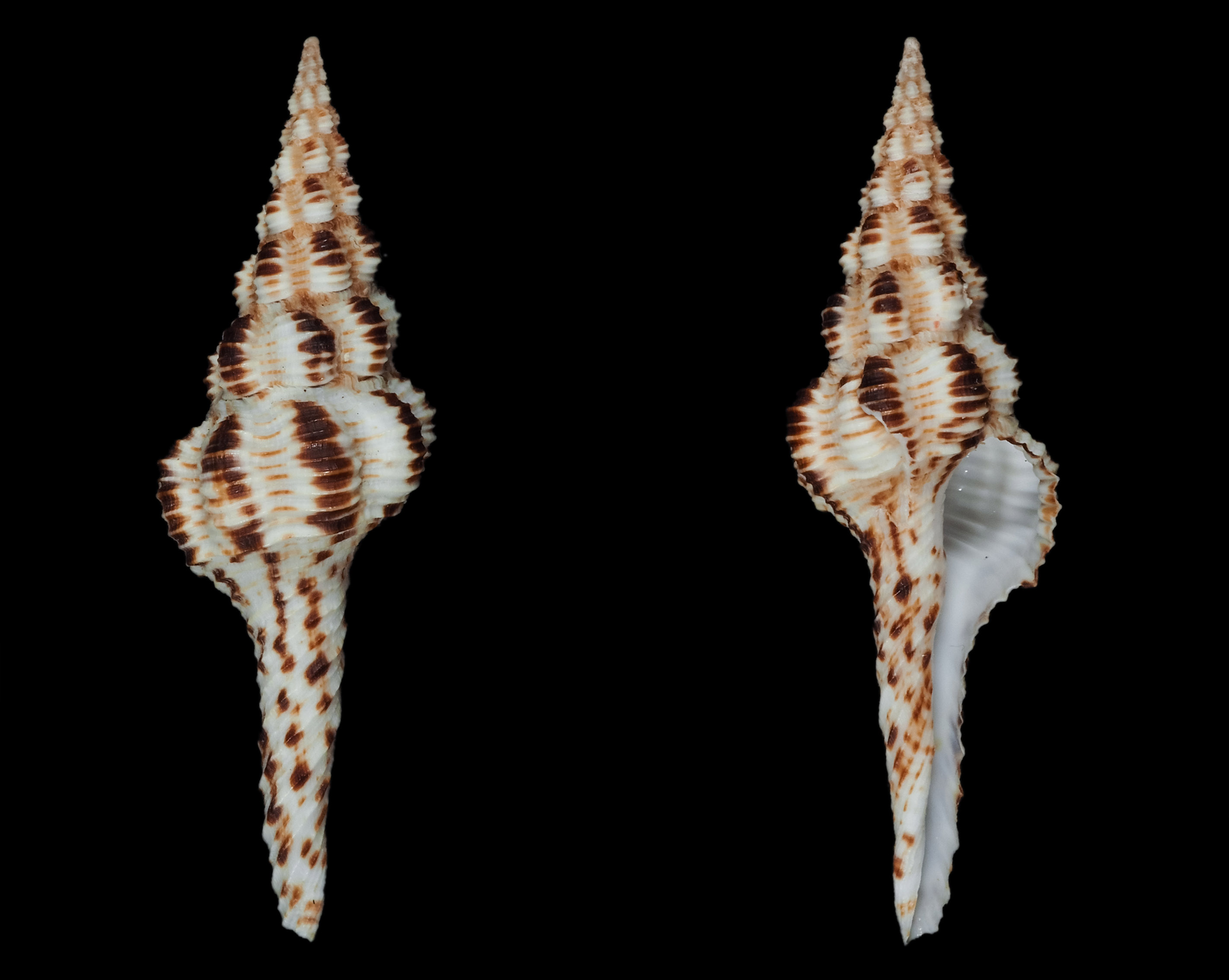 Marmorofusus nicobaricus (Röding, 1798) Fa01011