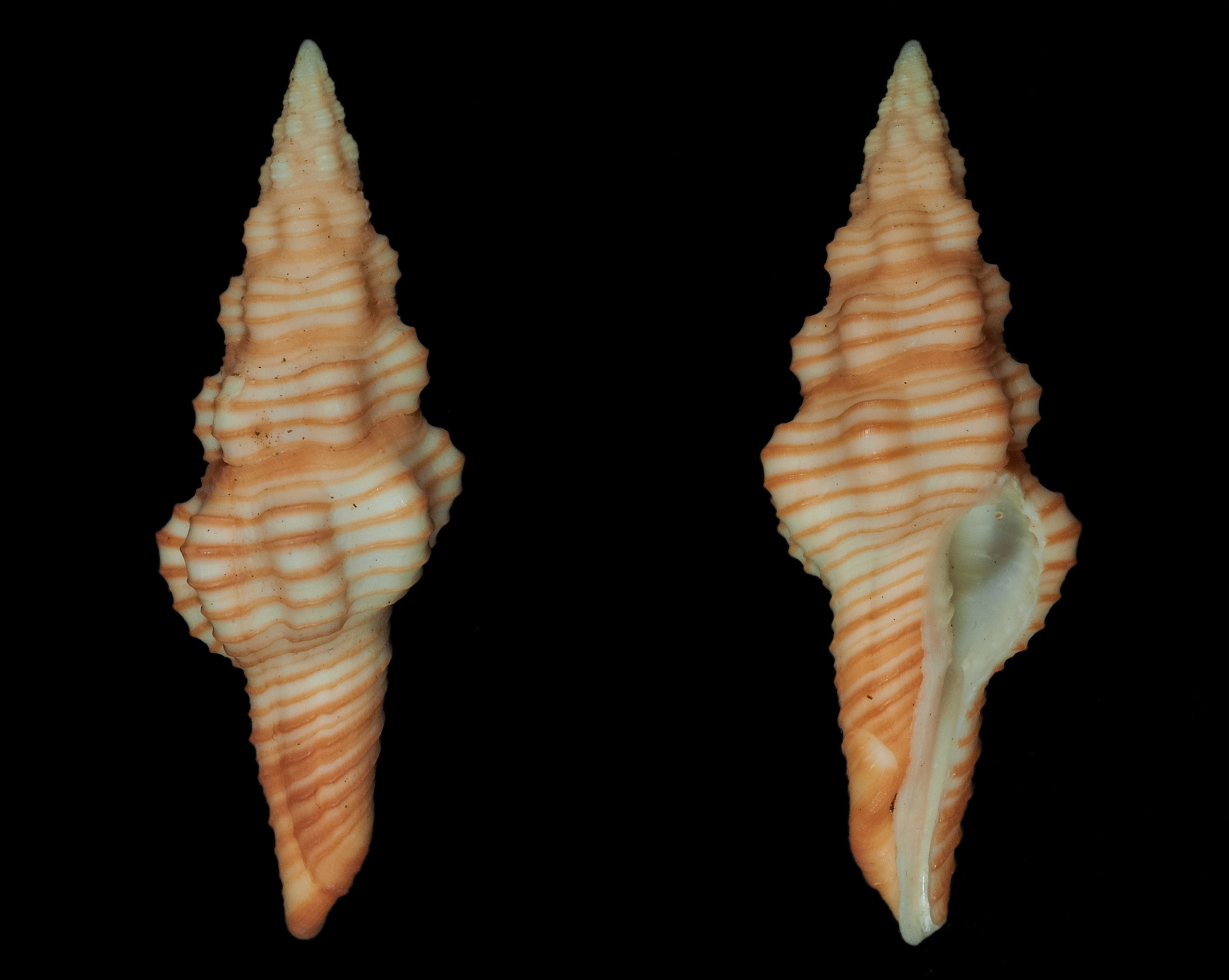 Polygona infundibulum - (Gmelin, 1791)  Fa02210