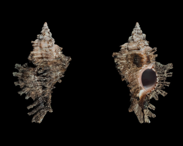 Muricidae_#2 = c_brunneus Mu01610